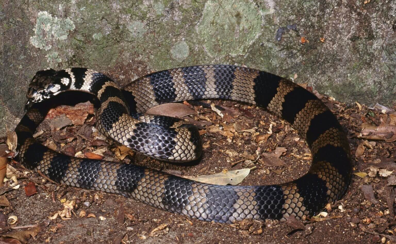 Stephen S Banded Snake The Snake Catcher   1780947706 1536x945 