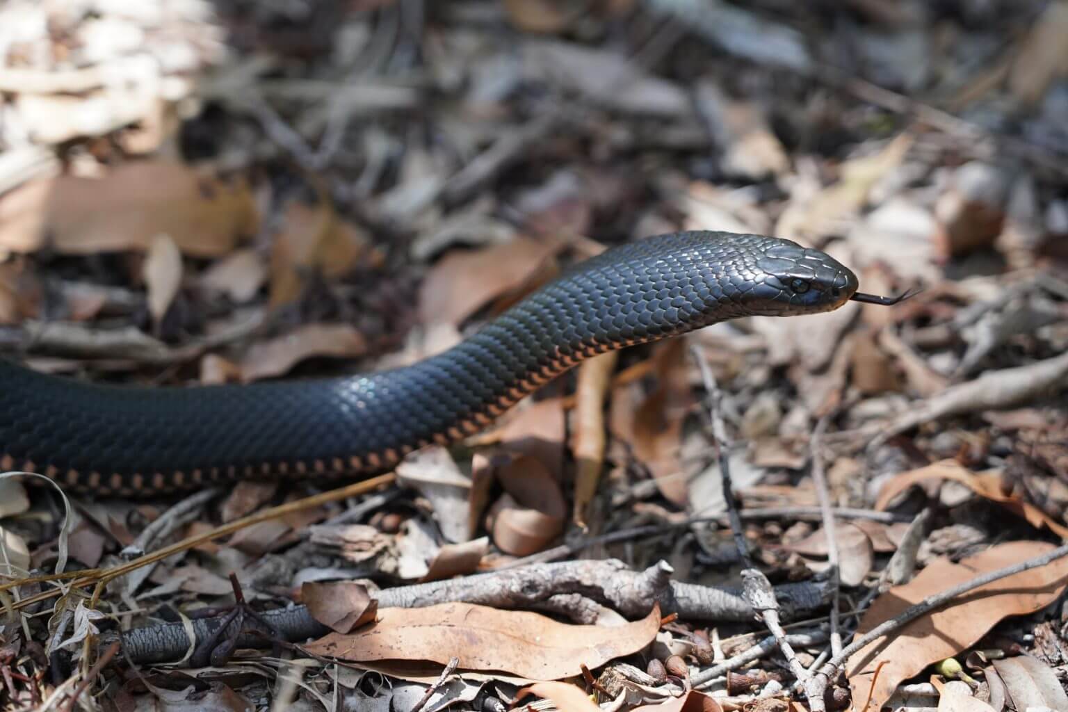 Red-bellied Black Snake - The Snake Catcher