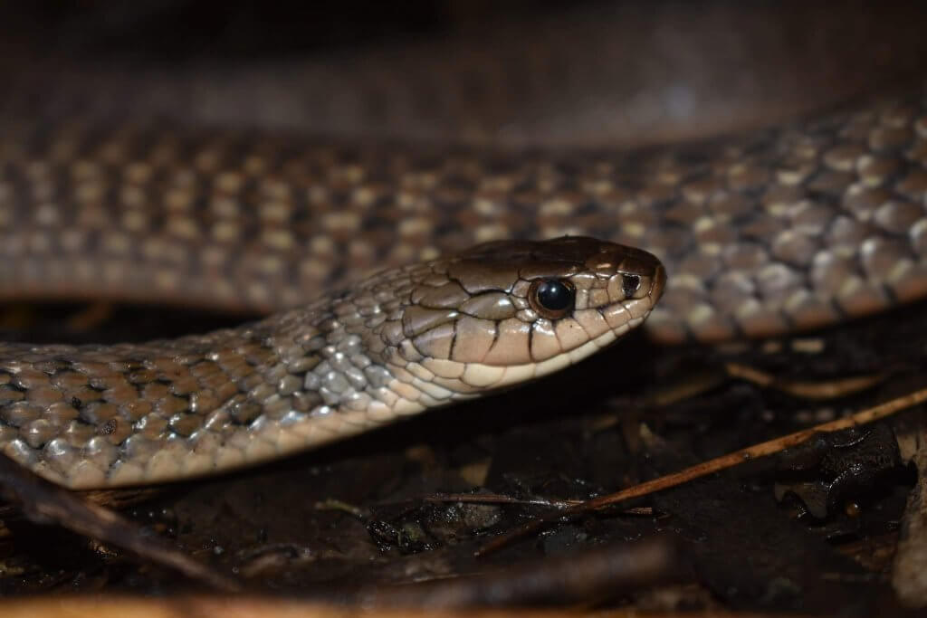 Keelback Snake - The Snake Catcher