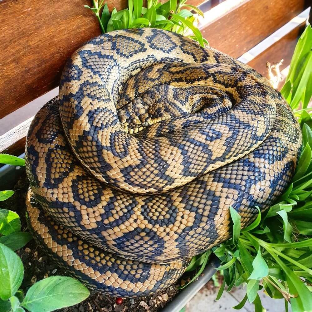 Coastal Carpet Python - Snake Portfolio - The Snake Catcher - 24/7