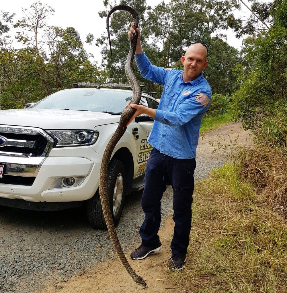 Gympie Snake Catcher Rapid Response The Snake Catcher