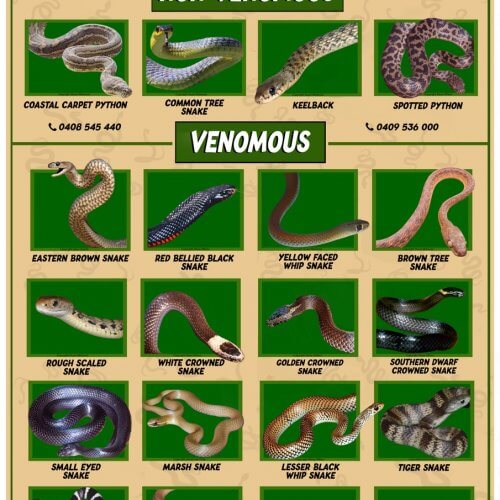 Sunshine Coast Snake Identification Poster (Size A2)