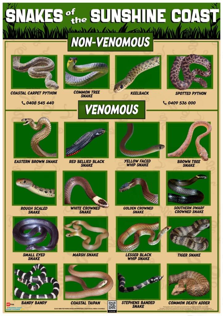 Sunshine Coast Snake Identification Poster (Size A2)