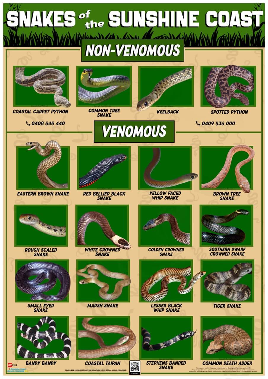 Australian Snakes Identification