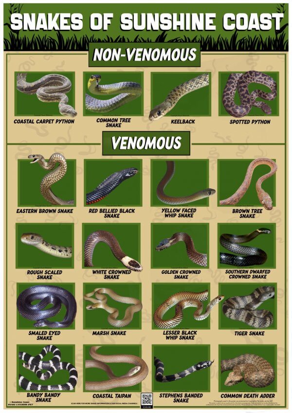 Sunshine Coast Snake Identification Poster (Size A2)
